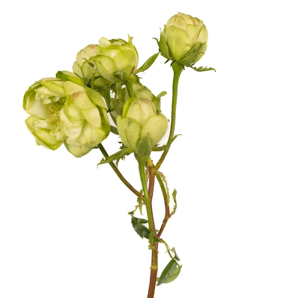 Green Princess Midori Spray Garden Roses