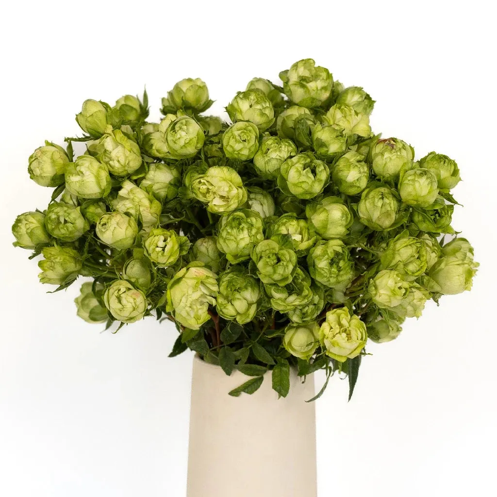 Green Princess Midori Spray Garden Roses